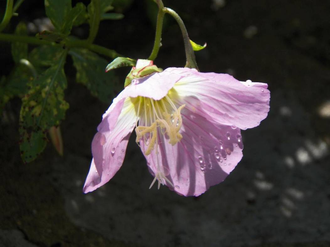 Bishop Pablo's Easter Message